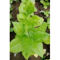 Havanna tupakan siemeniä +300kpl