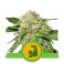 Hulkberry Auto 5kpl