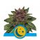 Purplematic CBD 3kpl