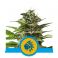 Tatanka Pure CBD 3kpl