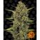 Acapulco Gold 3kpl