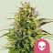 Alien OG 5kpl