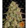 Amnesia Lemon 3kpl