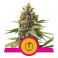 Apple Fritter 3kpl