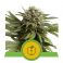 Apple Fritter Auto 3kpl