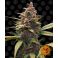 Ayahuasca Purple 3kpl