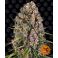 Blue Cheese 3kpl