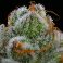 Blue Dream 3kpl