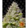 Blue Gelato 41 3kpl