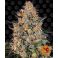 Bubba Kush 3kpl