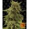 CBD Critical Cure 3kpl
