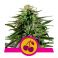 Cherry Pie 3kpl