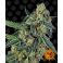 Cookies Kush 3kpl