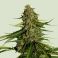 Gaia F1 3kpl