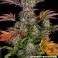 Gelato #45 3kpl