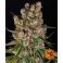 GMO Auto 3kpl
