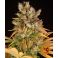 GMO 3kpl
