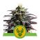 Granddaddy Purple Auto 3kpl