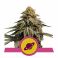 Royal Skywalker 3kpl