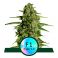 Medusa F1 3kpl