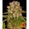Kush Mintz 3kpl