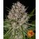 Lemon Haze Auto 3kpl