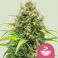 Lemon Skunk 3kpl