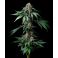 Mendo Breath 3kpl