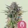 Pink Mist 3kpl UUTUUS 2024