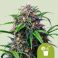 Purple Lemonade Auto 3kpl