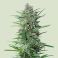 Purple Punch 5kpl