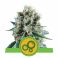Bubble Kush Auto 5kpl