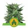 Royal Kush Auto 3kpl