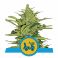 Fast Eddy Automatic CBD 5kpl