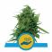 Solomatic Automatic CBD 5kpl