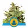 Stress Killer Automatic CBD 5kpl