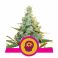 AMG - Amnesia Mac Ganja 5kpl