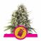 Chocolate Haze 5kpl