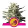 Lemon Shining Silver Haze 5kpl