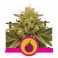 Royal Domina 3kpl