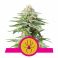 White Widow 3kpl