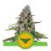 Sherbet Queen Auto 5kpl