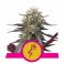 Green Crack Punch 3kpl