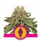 Green Gelato 5kpl