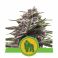 Royal Gorilla Auto 3kpl