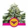 Sherbet Queen 5kpl