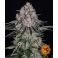Sour Diesel Auto 3kpl