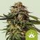 Special Queen 1 Auto 5kpl