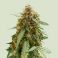 Sticky Queen Auto 3kpl