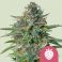Sticky Queen 5kpl